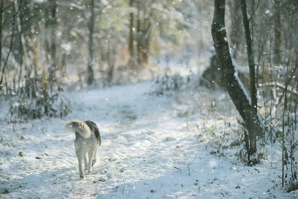 Inverno Husky Retrato Passeio Belo Cão Natureza Amizade Animal Estimação — Fotografia de Stock