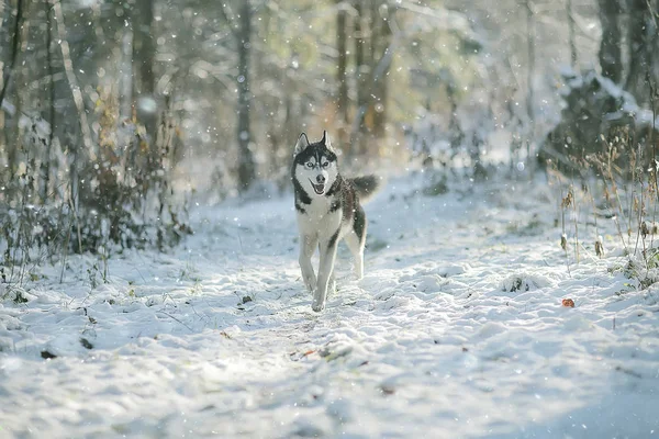 Zabawny Husky Biegnie Przez Las Zimie Spacer Mroźnym Lesie Śnieżnym — Zdjęcie stockowe