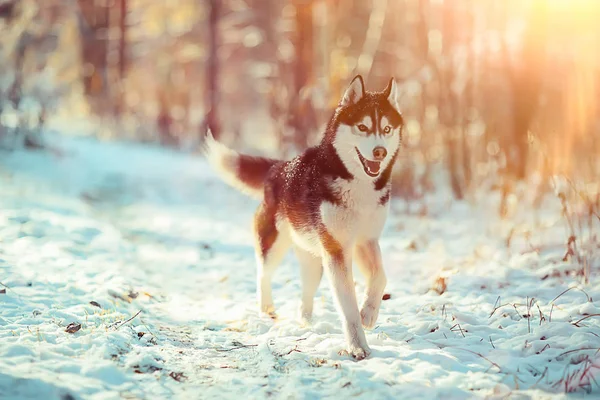 Husky Divertido Corre Través Del Bosque Invierno Paseo Bosque Cubierto —  Fotos de Stock