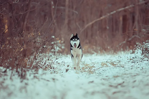 Husky Engraçado Atravessa Floresta Inverno Passeio Floresta Gelada Nevada Husky — Fotografia de Stock