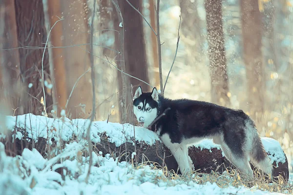Husky Met Veelkleurige Ogen Eet Sneeuw Een Wandeling Portret Van — Stockfoto