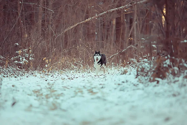 Funny Husky Runs Forest Winter Walk Frosty Snowy Forest Cute — Stockfoto