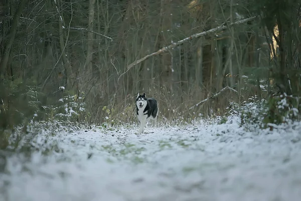 Волк Зимнем Лесу Дикая Северная Природа Пейзаж Животными — стоковое фото