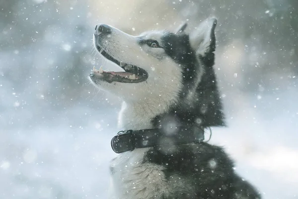 Husky Multi Colored Eyes Eats Snow Walk Portrait Dog Winter — Stockfoto