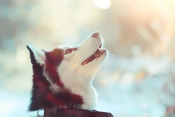 Zimní Husky Portrét Procházce Krásný Pes Přírodě Přátelství Domácí Mazlíček — Stock fotografie