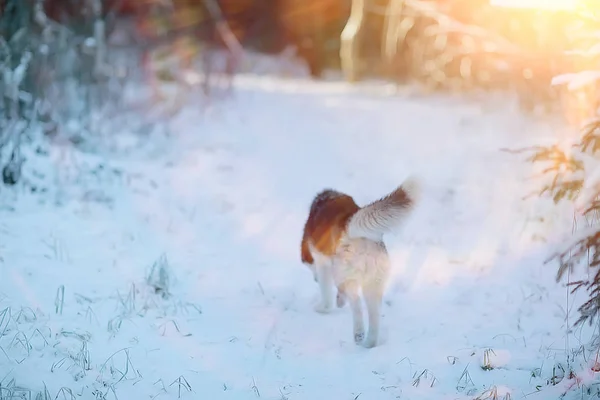 Wolf Winter Forest Wild Northern Nature Landscape Animal — Stockfoto