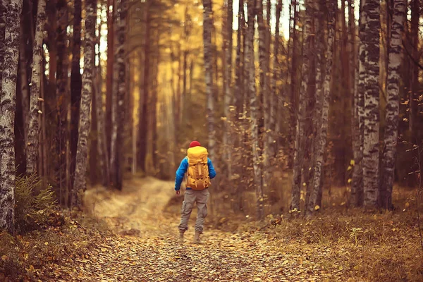 autumn camping in the forest, a male traveler is walking through the forest, yellow leaves landscape in October.