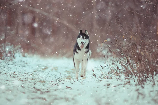 Loup Dans Forêt Hiver Nature Sauvage Nord Paysage Avec Des — Photo