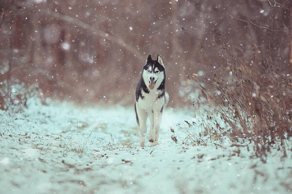 Wolf in winter forest, wild northern nature, landscape with animal