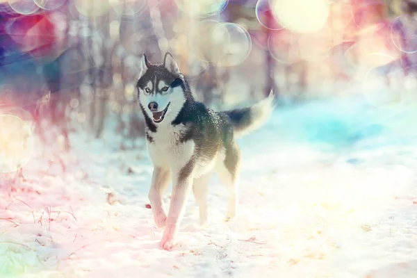 Divertente Husky Corre Attraverso Foresta Inverno Una Passeggiata Nella Foresta — Foto Stock