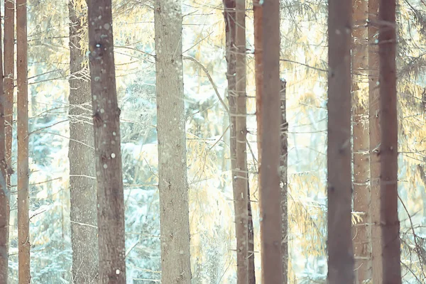 Paisaje Invierno Bosque Hermosos Árboles Cubiertos Nieve Vista Naturaleza Estacional —  Fotos de Stock