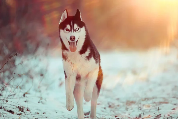 Vicces Husky Fut Erdőn Télen Egy Séta Fagyos Havas Erdőben — Stock Fotó