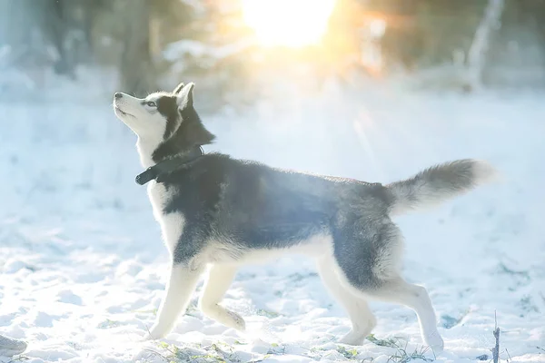 Αστείο Husky Τρέχει Μέσα Από Δάσος Χειμώνα Μια Βόλτα Στο — Φωτογραφία Αρχείου