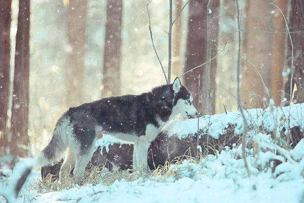 Husky Multi Colored Eyes Eats Snow Walk Portrait Dog Winter — Stockfoto