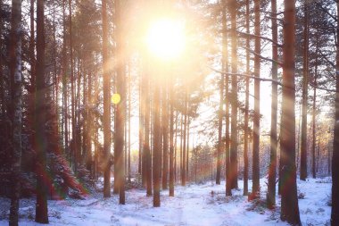 Panorama, kış ormanı manzarası, karlı bir arazide güneş ışınları, ormanda gün batımı.