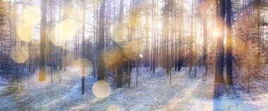 Panorama, kış ormanı manzarası, karlı bir arazide güneş ışınları, ormanda gün batımı.