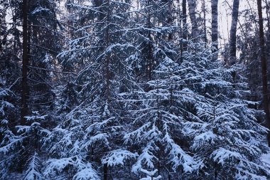 manzara kış ormanı kasvetli, mevsimsel manzara karlı orman doğası