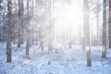 Ormanda kar yağışı, karla kaplı orman, kar altında panoramik ağaçlar.