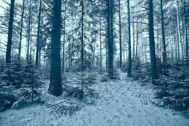 Ormanda kar yağışı, karla kaplı orman, kar altında panoramik ağaçlar.