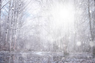 Ormanda kar yağışı, karla kaplı orman, kar altında panoramik ağaçlar.