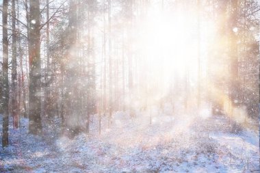 Orman arka planında kar fırtınası, bulanık arka planda bulanık kar taneleri kışın ormana düşüyor.