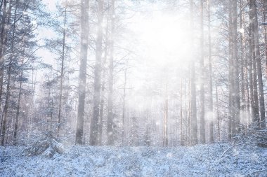 Ormanda kar yağışı, karla kaplı orman, kar altında panoramik ağaçlar.