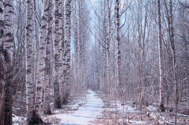 Mart huş ağacı, soyut bulanık orman manzarası.