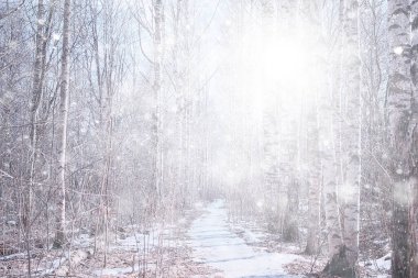 Orman arka planında kar fırtınası, bulanık arka planda bulanık kar taneleri kışın ormana düşüyor.