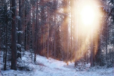 Güneşli kış ormanı ışınları, güzel bir karlı ormanda parıldayan manzara mevsimlik kış manzarası
