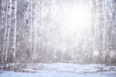 Ormanda kar yağışı, karla kaplı orman, kar altında panoramik ağaçlar.