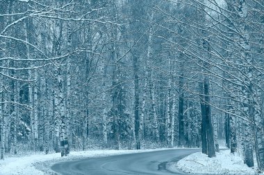manzara kış ormanı kasvetli, mevsimsel manzara karlı orman doğası