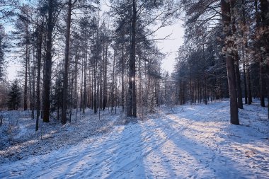 manzara kış ormanı kasvetli, mevsimsel manzara karlı orman doğası