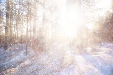 Güneşli kış ormanı ışınları, güzel bir karlı ormanda parıldayan manzara mevsimlik kış manzarası