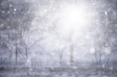 Orman arka planında kar fırtınası, bulanık arka planda bulanık kar taneleri kışın ormana düşüyor.