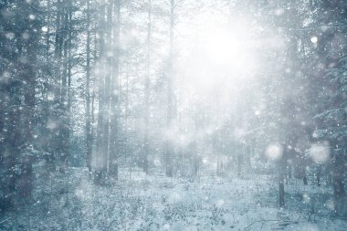 Orman arka planında kar fırtınası, bulanık arka planda bulanık kar taneleri kışın ormana düşüyor.