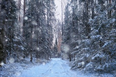 Ormanda kar yağışı, karla kaplı orman, kar altında panoramik ağaçlar.