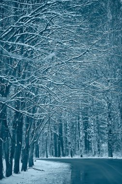 manzara kış ormanı kasvetli, mevsimsel manzara karlı orman doğası