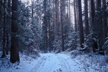 manzara kış ormanı kasvetli, mevsimsel manzara karlı orman doğası