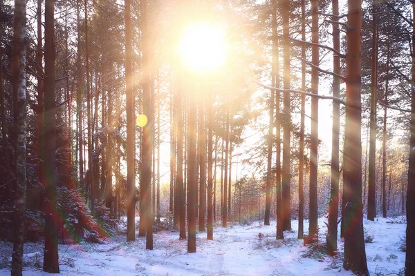 Panorama Kış Ormanı Manzarası Karlı Bir Arazide Güneş Işınları Ormanda — Stok fotoğraf