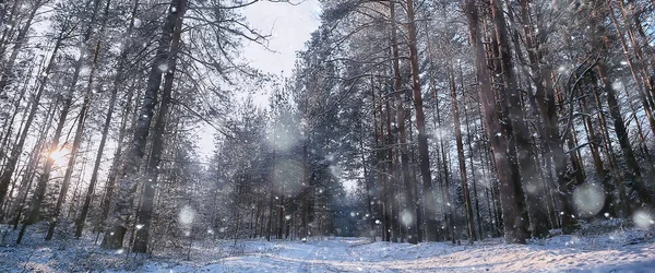 Panorama Kış Ormanı Manzarası Karlı Bir Arazide Güneş Işınları Ormanda — Stok fotoğraf