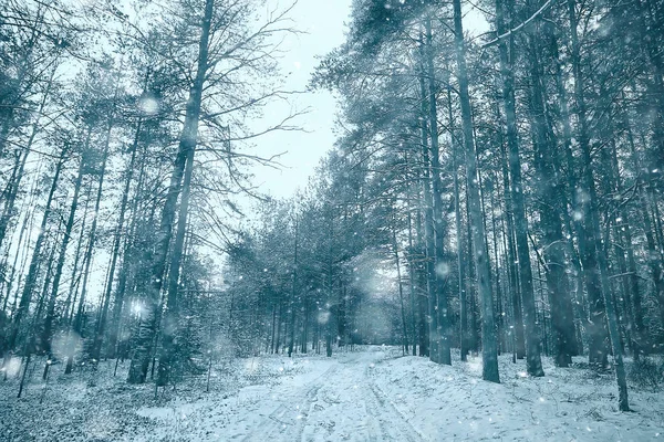 Queda Neve Paisagem Floresta Floresta Coberta Neve Vista Panorâmica Árvores — Fotografia de Stock