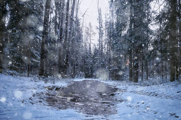 Göl Kenarındaki Orman Kış Manzarası Şeffaf Buz Manzarası — Stok fotoğraf