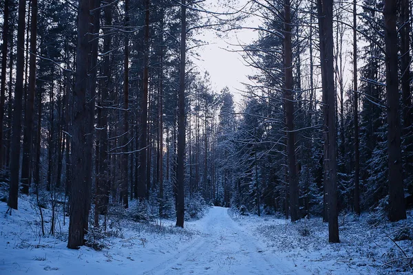 Krajina Zima Les Ponurý Sezónní Krajina Sníh Lese Příroda — Stock fotografie