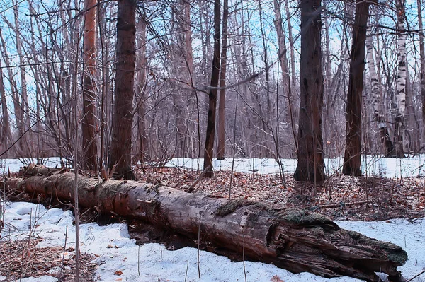 Paysage Hiver Forêt Sombre Paysage Saisonnier Neige Dans Forêt Nature — Photo