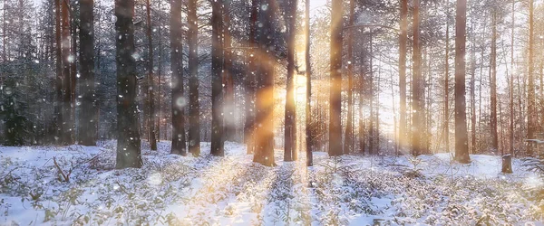 Panorama Zimowy Krajobraz Leśny Promienie Słońca Śnieżnym Krajobrazie Zachody Słońca — Zdjęcie stockowe