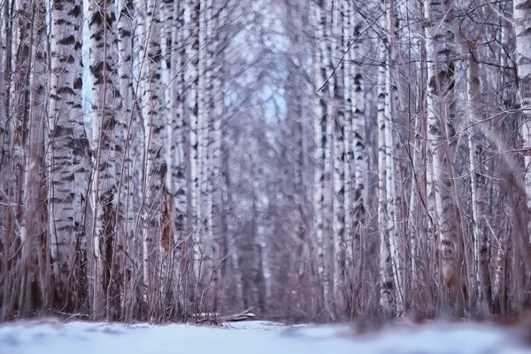 Mars Forêt Bouleaux Paysage Abstrait Flou Dans Forêt — Photo