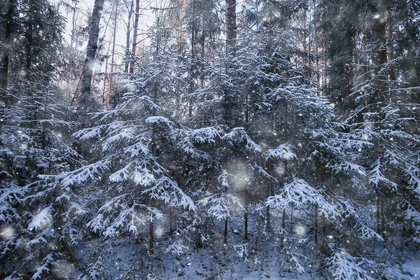 Paesaggio Nevicata Nella Foresta Bosco Coperto Neve Vista Panoramica Alberi — Foto Stock