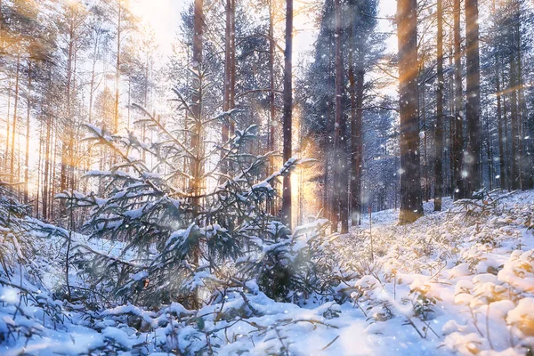 Güneşli Kış Ormanı Işınları Güzel Bir Karlı Ormanda Parıldayan Manzara — Stok fotoğraf