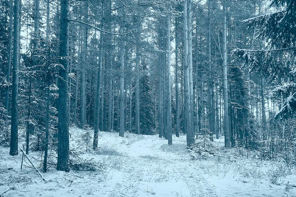 Táj Téli Erdő Komor Szezonális Táj Erdő Természet — Stock Fotó