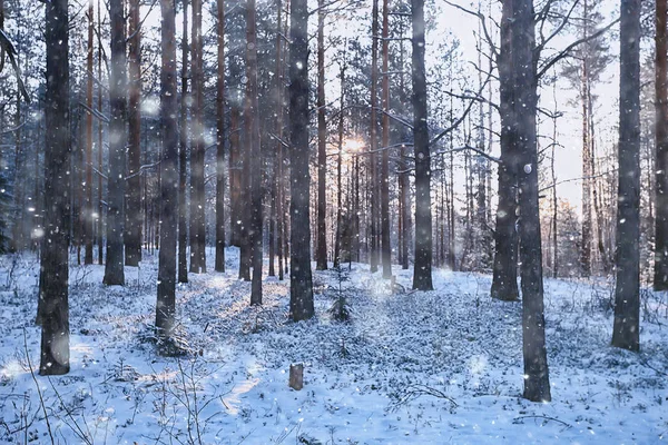 Landskap Snöfall Skogen Skog Täckt Med Snö Panoramautsikt Träd Snön — Stockfoto